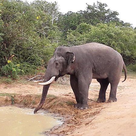 Darshani Hikka Villa Hikkaduwa Buitenkant foto
